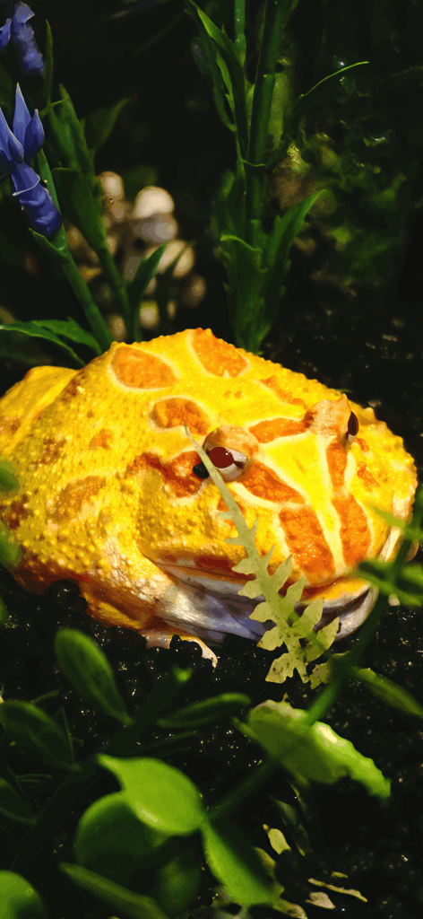 Argentina Horned Frog
