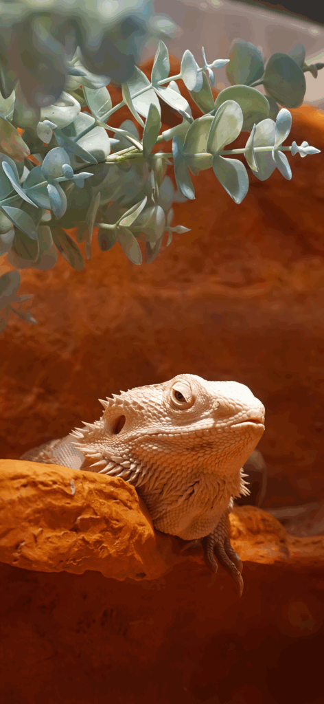 Bearded Dragon