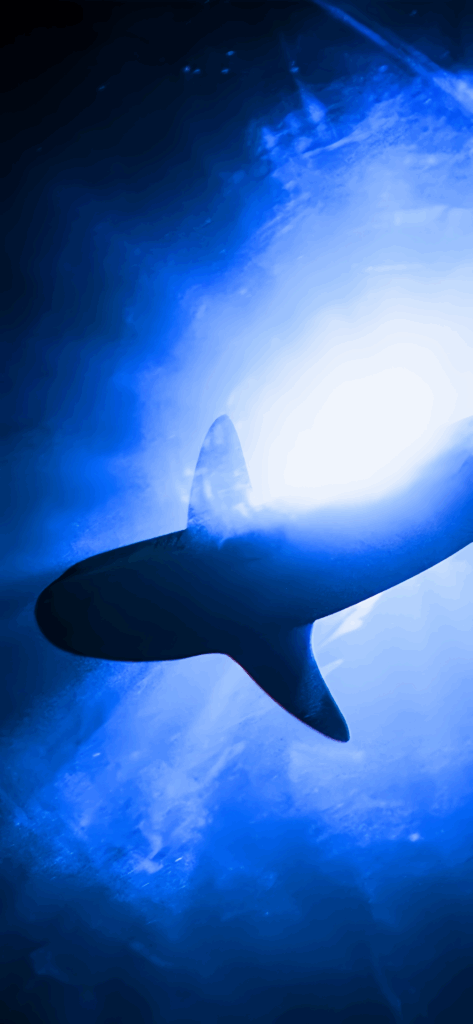 Blacktip Reef Shark