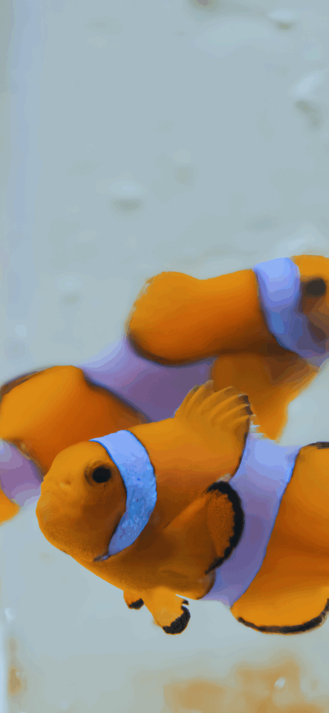 Clown Anemonefish