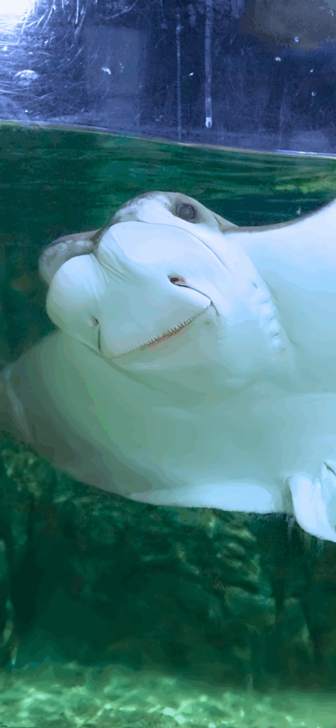 Cownose Ray