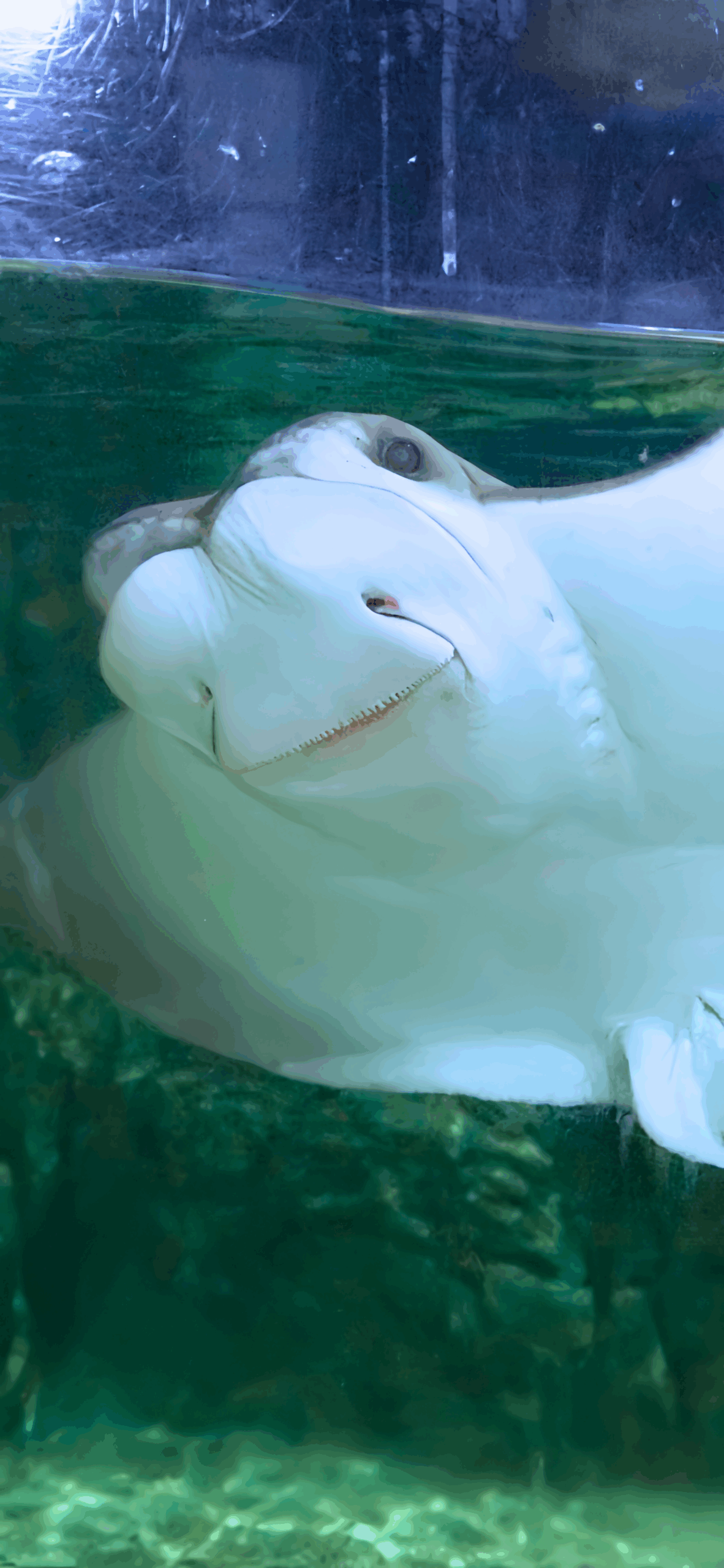 CZA-Wallpaper-26-CownoseRay