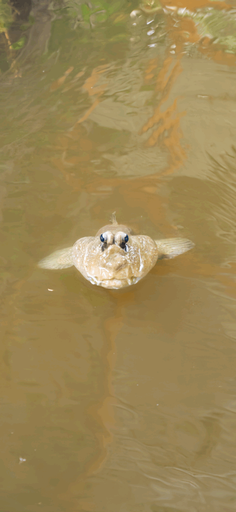 Giant Mudskipper