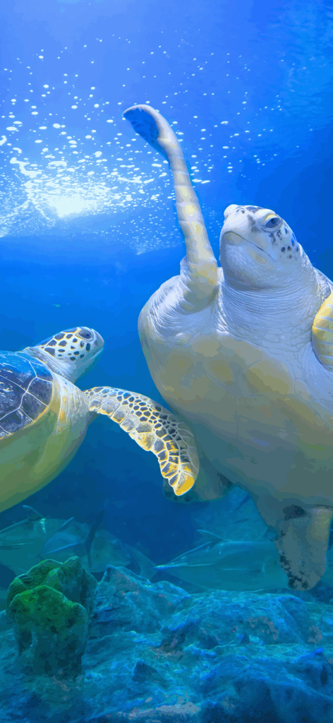Green Sea Turtle
