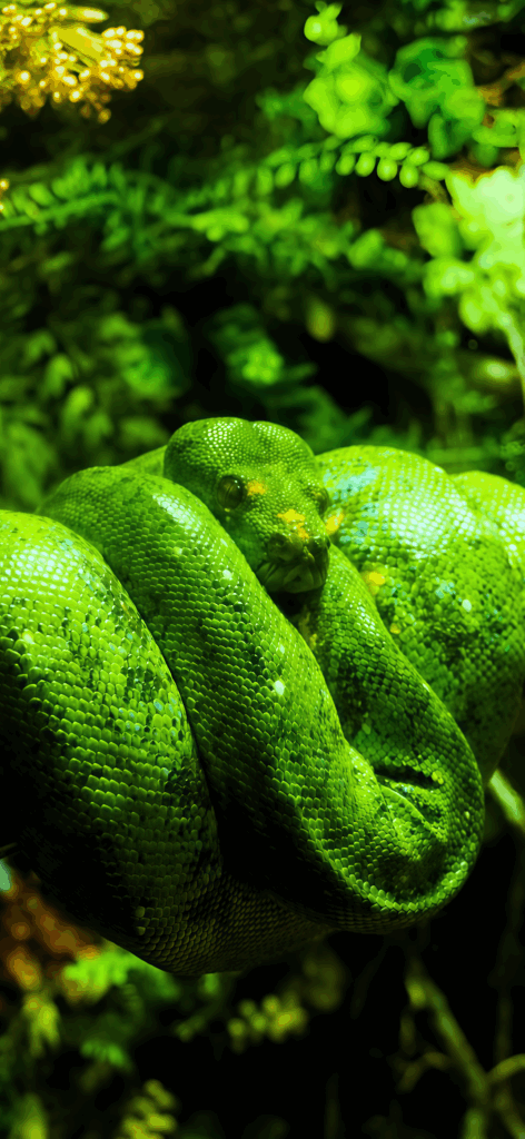 Green Tree Python