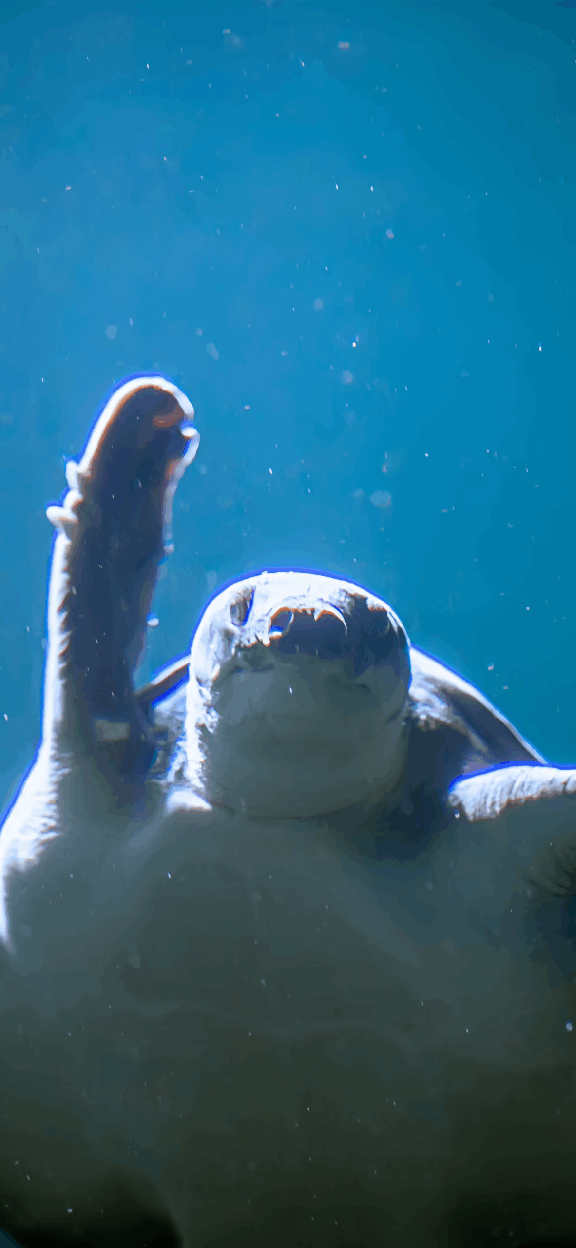 CZA-Wallpaper-26-PigNosedTurtle