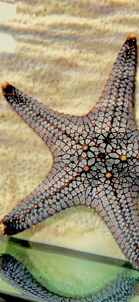 Starfish
