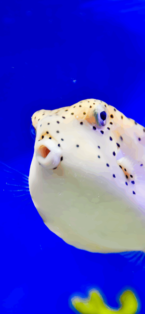 Yellow Boxfish