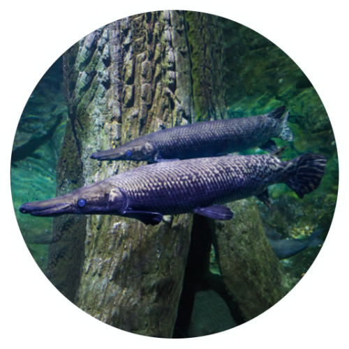 ปลาปากจระเข้